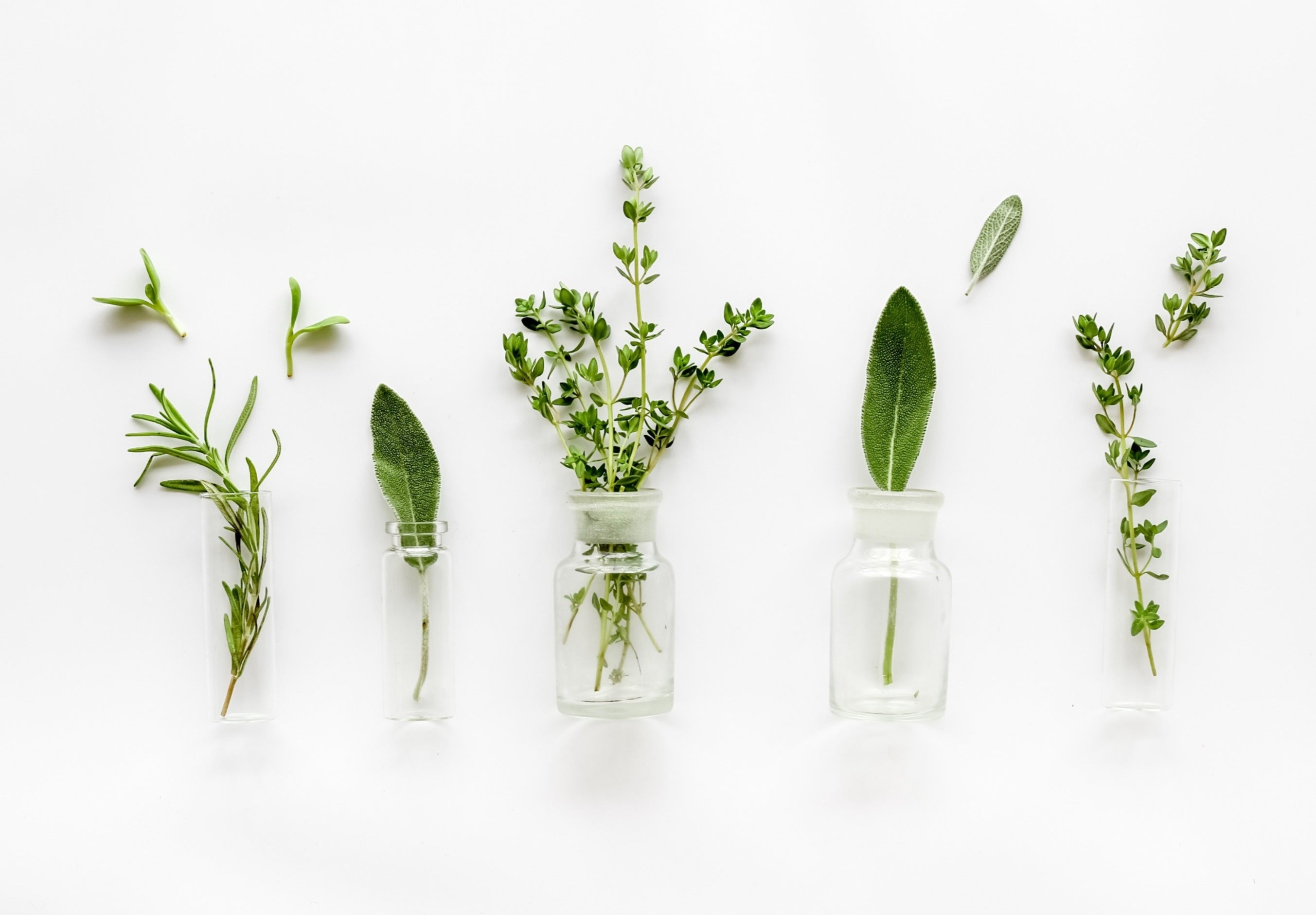 Estos son nuestros mejores consejos para mantener las hierbas aromáticas frescas