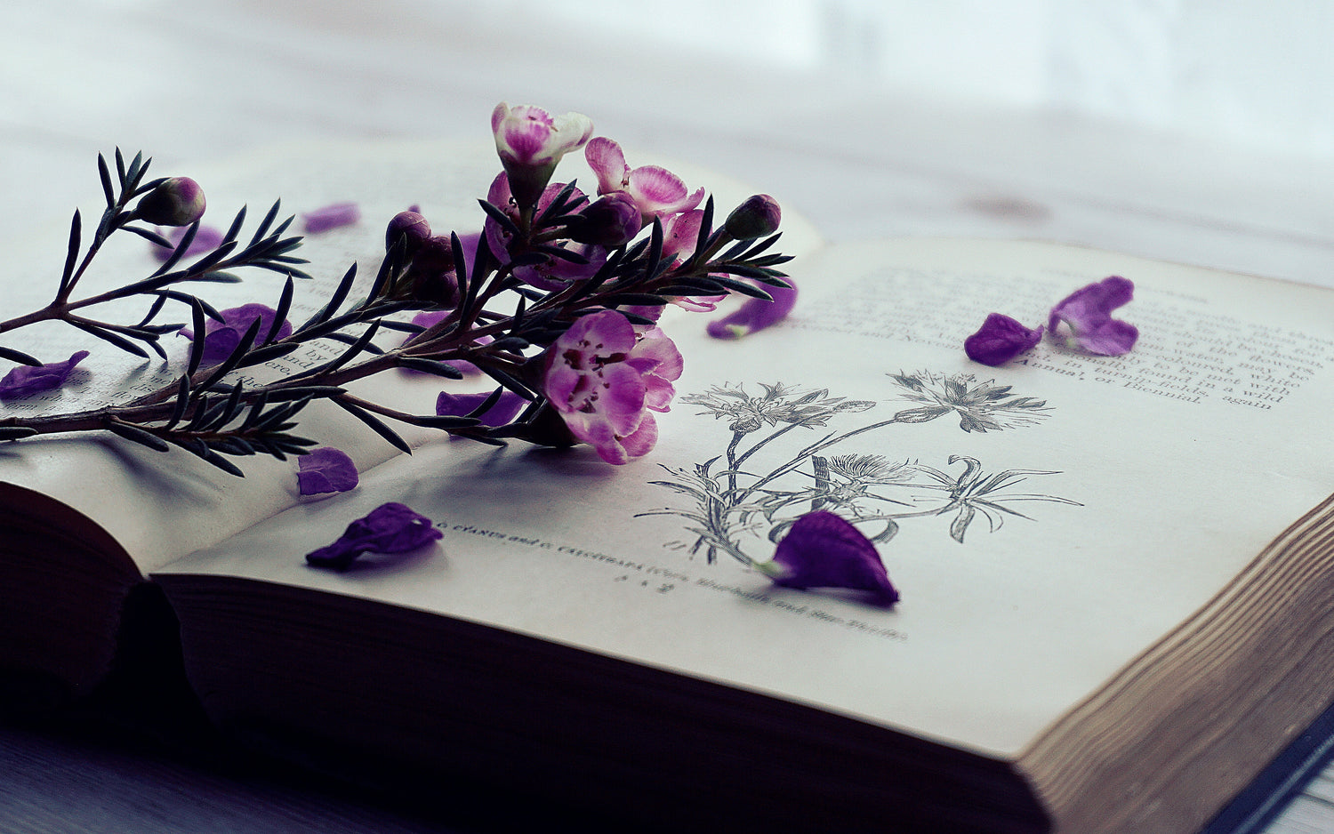 Re-Conecta con la naturaleza con esta selección de libros